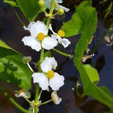 5 Aquatic Broadleaf Arrowhead Roots (Sagittaria Latifolia) Water Garden Plants