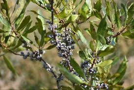 2 Live Bare Root Plants Bayberry Bushes, Morella cerifera, Hardy Shrubs for Privacy & Landscaping