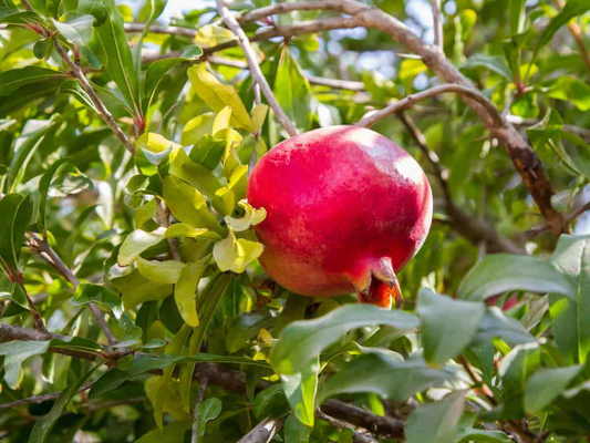 8 Pcs Organic Pomegranate Unrooted Cuttings 9" Long - Punica Granatum - Grow Your Own Pomegranate Tree, Natural & Healthy