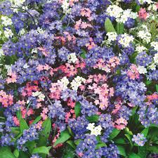 500 Seeds Forget Me Nots Mixed Colors, Perennial Early Blooms, Pollinators, Non-GMO, Myosotis Flowers, Garden Plants, Easy to Grow