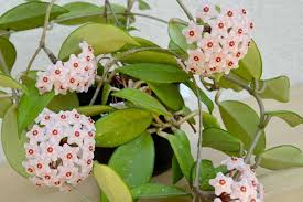 1 Hoya Carnosa ‘Krimson Princess’ – Variegated Tricolor Wax Plant – Live Plant 5" in 4” Pot