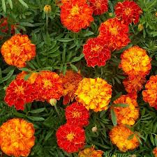500 mg Seeds French Marigold Sparky Mixture (Tagetes patula) for Planting | Vibrant Annual Blooms for Borders, Gardens & Containers
