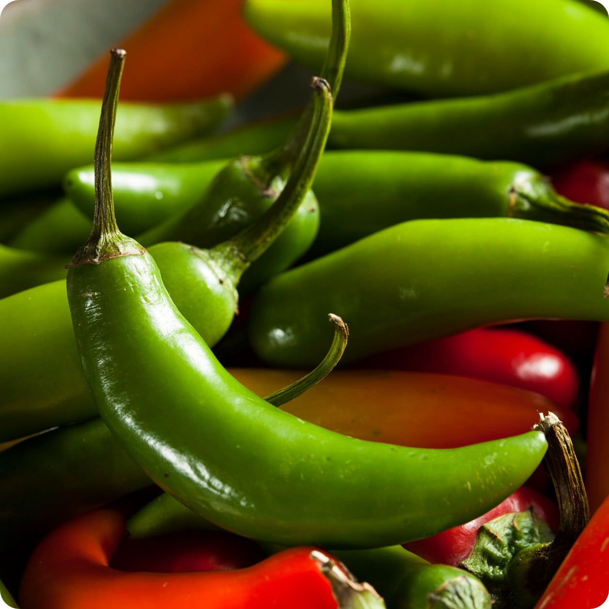 30 Seeds Serrano Pepper, Capsicum Annuum, Spicy Heirloom Chili for Gardens