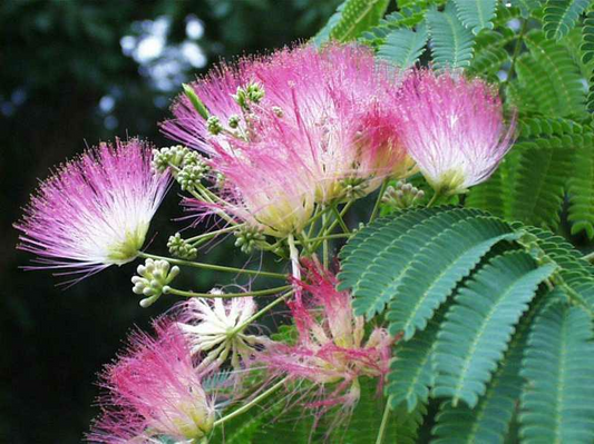 2 Pink Silk Mimosa Trees Fragrant Powder Puff Flowers | 6" Seedlings | Attracts Butterflies & Hummingbirds | Dormant Winter Shipping