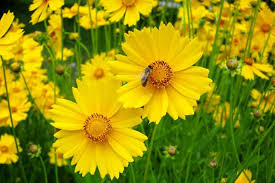 500 Seeds Coreopsis Dwarf Lance-Leaved Tickseed Perennial Non-GMO Butterflies Flower, Coreopsis verticillata, Yellow Garden Plants