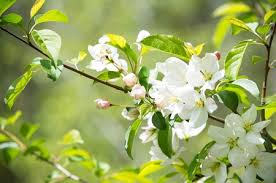 1 Roselow Sargent Crabapple Tree (Malus sargentii) Live Bare Root Plant 10-12"