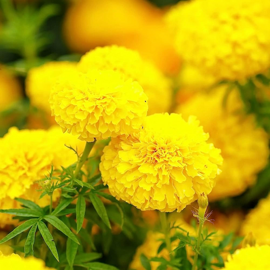 25+ Mary Helen Marigold Seeds – Golden-Yellow Double Blooms for Garden Planting, Summer Annuals for Beds, Borders & Pots – USA