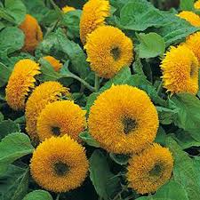 1g Teddy Bear Dwarf Sunflower Seeds, Sungold, Compact Double-Blooming Sunflowers