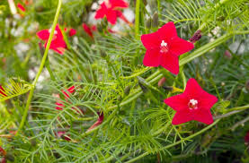 20 Hummingbird Vine Flower Seeds - Mixed Colors (Ipo. quamoclit) Cardinal Climber - Fast-Growing, Vibrant, Pollinator-Friendly