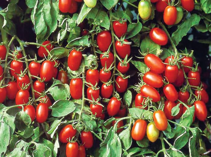 30 Baby Roma Tomato Seeds – Sweet & Juicy Mini Plum Tomatoes, Heirloom, High-Yield