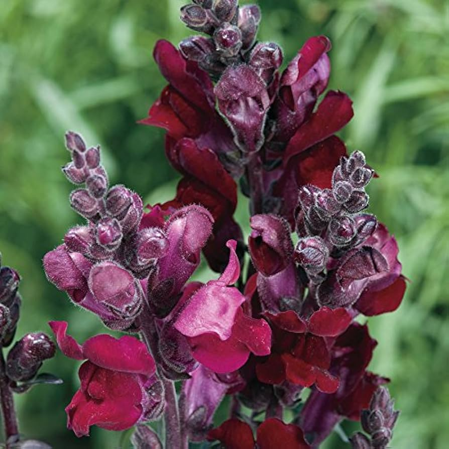 Antirrhinum majus Snappy Black Prince Snapdragon Seeds – 1000+ Deep Red Blooms for Garden & Bouquets