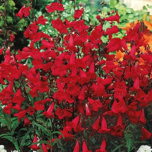 200 Seeds Penstemon Eaton's Red, Hummingbird Perennial Beardtongue, Non-GMO, Vibrant Red Flowers, Attracts Pollinators, Hardy Garden Plant