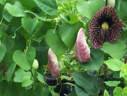 20 Creeping Dutchman's Pipe Vine Seeds (Aristolochia debilis) Fast Growing Perennial, Butterfly & Hummingbird Friendly