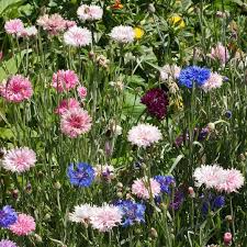 100 Seeds Cornflower ‘Imperialis Mix’ – Centaurea cyanus – Bachelor Button Purple Blend – Non-GMO Heirloom Flowers for Pollinators