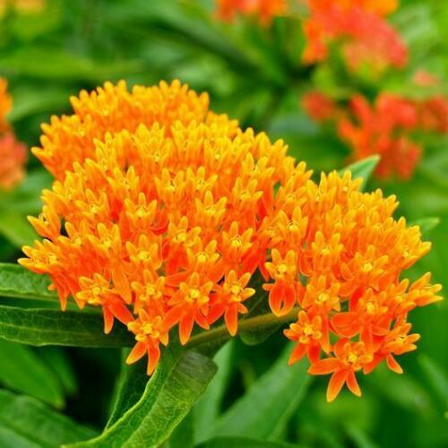 100 Seeds Milkweed Mix Deluxe, Perennials, Monarch Butterfly Host Plant, Non-GMO, Attracts Pollinators, Hardy Flowers for Gardens & Wildlife