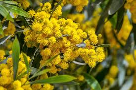 10 Golden Mimosa Tree Seeds (Acacia baileyana) - Fast Growing Yellow Wattle Flower, 25ft Tall