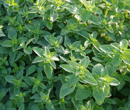 Common Oregano Seeds - Heirloom, Non-GMO, Perennial Herb, 10-24in Tall, USDA Zones 4-9, Full Sun, Culinary Herb,