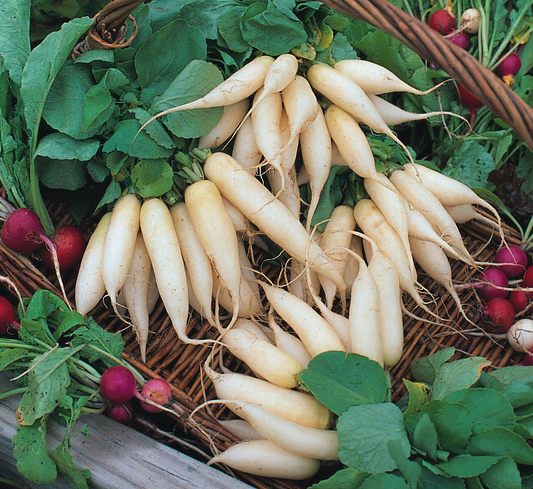 White Icicle Radish Seeds | Heirloom | 3-6" Tapered Roots | Heat Tolerant | Zones 3-10 | Non-GMO |