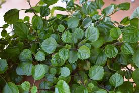 4 Swedish Ivy Cuttings - Plectranthus Creeping Charlie - 5”+ Houseplants, Easy Care, Trailing Foliage, Ready to Root