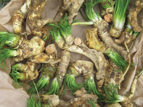 2 Horseradish Roots for Planting - Organic Horseradish Crowns - Easy To Grow - Garden Seedlings - Heirloom Root Starter Plants