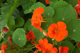 25 Seeds Nasturtium Single Mix Climbing Vine, Red Flowers, Fragrant, Attracts Hummingbirds, Non-GMO, Easy to Grow, for Gardens & Trellises
