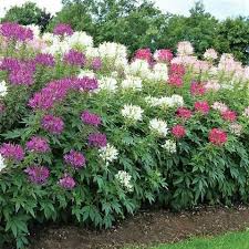 200 Cleome Spider Flower Seeds – Mixed Colors | Cleome hassleriana | Fall Planting | Pollinator Friendly | Non-GMO Wildflower