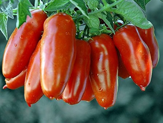San Marzano Tomato Seeds | Heirloom Paste Tomato | Determinate | Non-GMO |  | Zones 3-10