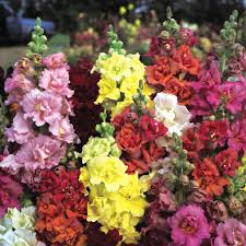 Antirrhinum majus Madame Butterfly Mix Snapdragon Seeds – 1000+ Double-Petal Blooms for Garden & Cut Flowers