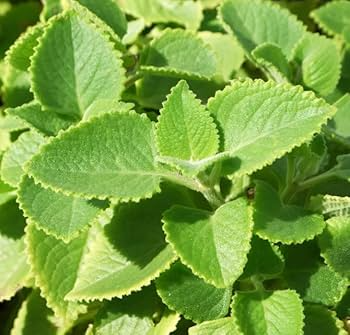 2 Starter Plants Cuban Oregano ~ Mexican Mint - Live Herb 5-7 Inches Tall - Well Rooted Bare Root Jamaican Broadleaf Thyme, Indian Borage