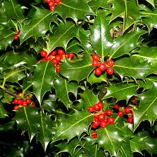 10 Seeds Ilex Aquifolium – English Holly for Planting | Evergreen Shrub for Privacy, Hedges, and Wildlife Gardens