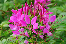 200 Seeds Cleome MAUVE QUEEN Spider Plant, Non-GMO, Fall Planting, Pollinator-Friendly, Cleome hassleriana, Vibrant Flowers