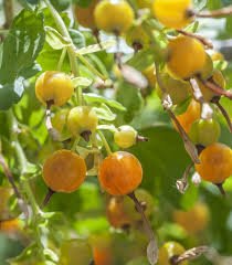 20 Golden Currant Berry Seeds (Ribes aureum), Edible Fruit Bush, Sweet Berries, Native Shrub, Wildlife Friendly, Garden Starter, Easy Grow