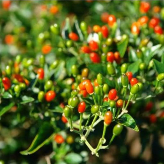 Chiltepin Pepper Seeds | Bird’s Eye Pepper | 50,000-250,000 Scoville | 36" Tall | USDA Zones 3-10 |