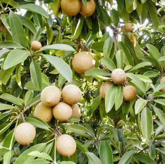 Grafted Sapodilla Tree (Manilkara zapota) – Live Tropical Fruit Tree, 24”-36”, Fast Fruiting, Sweet Caramel-Like Flavor