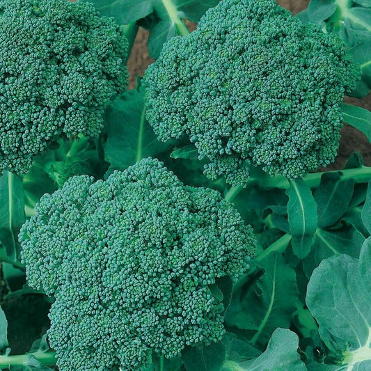500 Waltham 29 Broccoli Seeds – Brassica oleracea – Heirloom, Cold-Hardy, High-Yield, Sweet & Tender