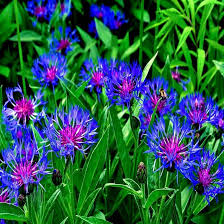 20 Mountain Blue Cornflower Seeds (Centaurea montana) - 1-2ft Tall, Cold Hardy Perennial, Pollinator-Friendly
