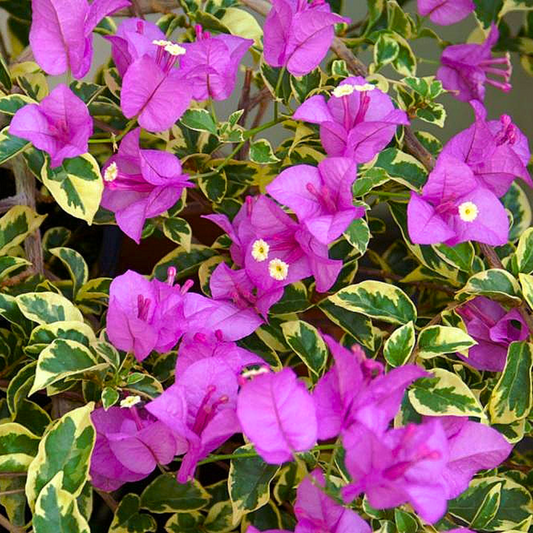 1 Variegated Purple Bougainvillea - Live Plant 7" Tall in 4" Pot - Paper Flower, Vibrant Blooms, Tropical Vine