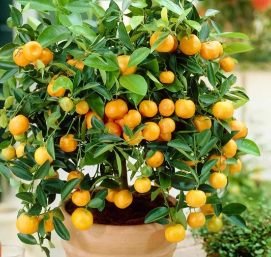 Calamondin Orange Tree Seedling | Self-Pollinating | 4-6" Tall | Potted | Zones 8-11