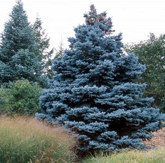 20 Colorado Blue Spruce Seeds (Picea pungens) – Cold Hardy Evergreen, Bonsai Potential, 115ft Mature Height