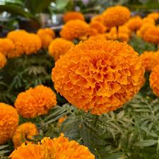 250 Seeds Marigold ‘Hawaii’ Tall Orange – Tagetes erecta – Non-GMO Double Blooms – Beneficial for Pollinators & Garden