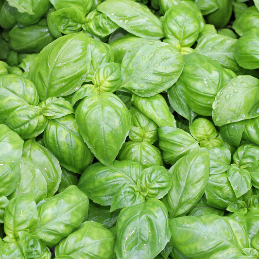 200 Genovese Basil Seeds – Ocimum basilicum – Heirloom, Aromatic & Flavorful, Culinary Herb, Easy to Grow