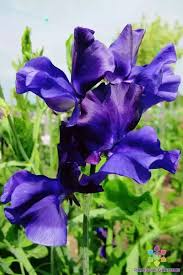 50+ Joyce Stanton Sweet Pea Seeds – Lavender-Violet Fragrant Blooms for Garden Planting, Climbing Vines for Trellises – USA