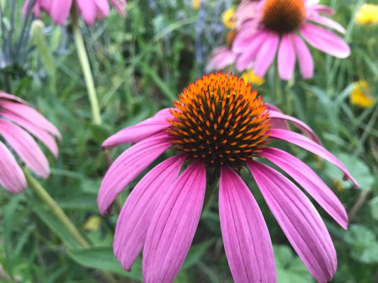 200 Seeds Purple Coneflower, Echinacea Purpurea, Perennial Pollinator Flower