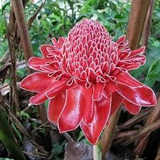 10 Red Torch Ginger Seeds (Etlingera elatior) – Exotic Tropical Flower, 3-5' Tall, Indoor/Outdoor Plant