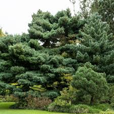 1 White Pine Tree (Pinus strobus) – Live Bare Root Plant 10"-18"