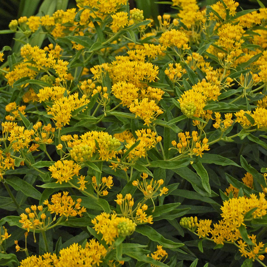 15 Seeds April's Yellow Milkweed (Asclepias spp.) | Bright Yellow Blooms | Monarch Host Plant | Pollinator-Friendly Wildflower