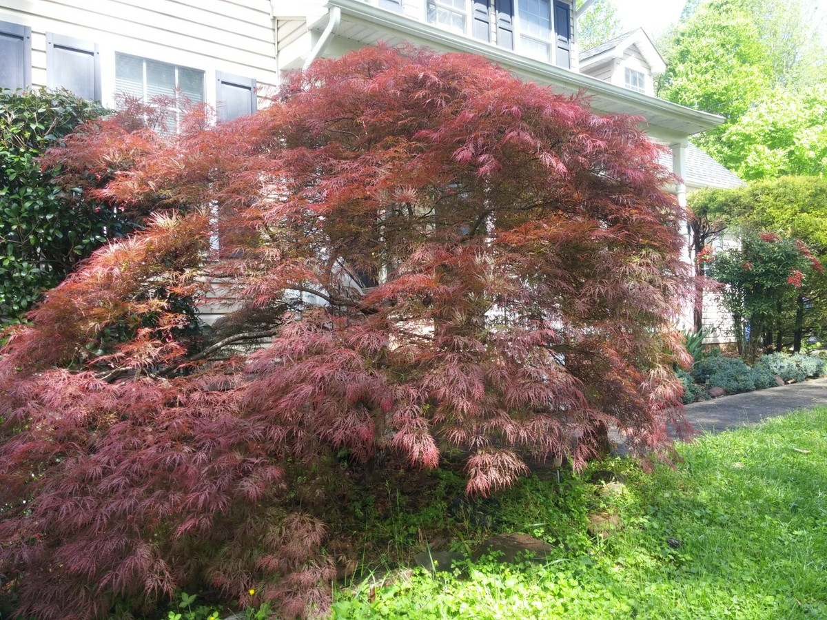 10 Thin Japanese Maple Weeping Tree 'Garnet' Unrooted Cuttings for Rooting & Grafting (6-7") - Acer palmatum