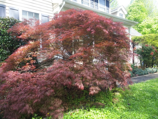 10 Thin Japanese Maple Weeping Tree 'Garnet' Unrooted Cuttings for Rooting & Grafting (6-7") - Acer palmatum