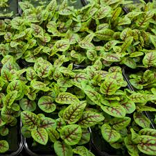 250 Seeds Red Veined Sorrel (Rumex sanguineus) – Striking Culinary Herb with Tangy Flavor for Salads and Garnishes