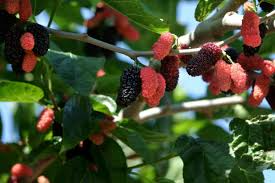 Illinois Everbearing Mulberry Live Plant (3–15" Tall) - Fast Fruiting, Pesticide-Free Starter Tree Grown from Fruiting Cuttings